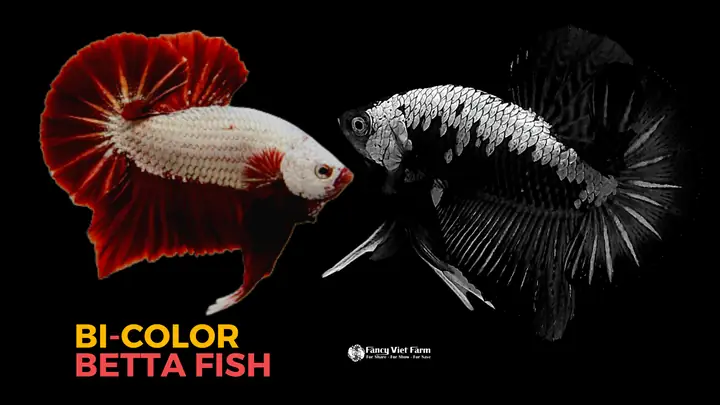 Hướng Dẫn Chi Tiết Cách Form Cá Betta Chuẩn Đẹp & Khỏe Mạnh