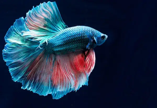 Hướng Dẫn Chi Tiết Cách Form Cá Betta Chuẩn Đẹp & Khỏe Mạnh
