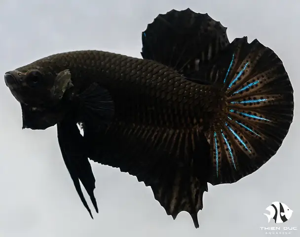 Cá Betta Full Black: Đặc Điểm, Cách Chăm Sóc Và Bí Quyết Nuôi Đẹp