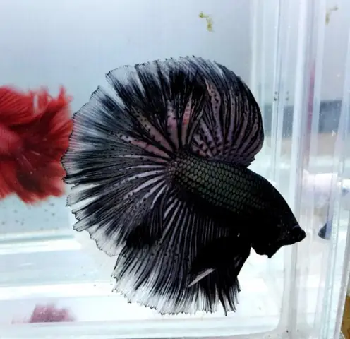 Cá Betta Full Black: Đặc Điểm, Cách Chăm Sóc Và Bí Quyết Nuôi Đẹp