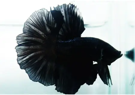 Cá Betta Full Black: Đặc Điểm, Cách Chăm Sóc Và Bí Quyết Nuôi Đẹp