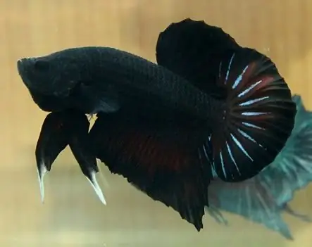 Cá Betta Full Black: Đặc Điểm, Cách Chăm Sóc Và Bí Quyết Nuôi Đẹp