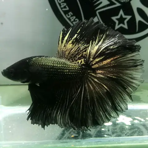 Cá Betta Full Black: Đặc Điểm, Cách Chăm Sóc Và Bí Quyết Nuôi Đẹp
