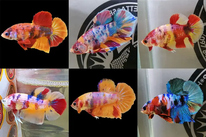 Cá Betta Galaxy: Đặc Điểm, Cách Chăm Sóc Và Chọn Mua Đẹp Nhất
