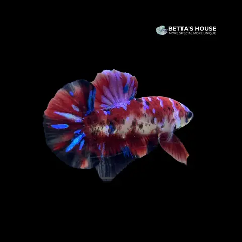 Cá Betta Galaxy: Đặc Điểm, Cách Chăm Sóc Và Chọn Mua Đẹp Nhất