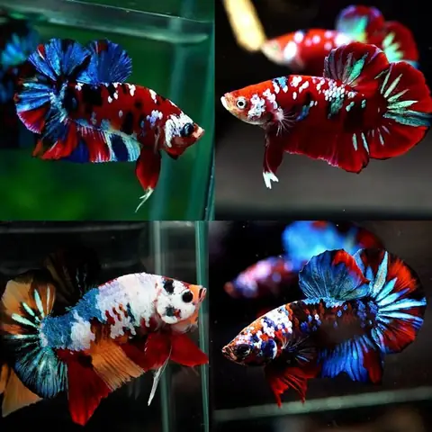 Cá Betta Galaxy: Đặc Điểm, Cách Chăm Sóc Và Chọn Mua Đẹp Nhất