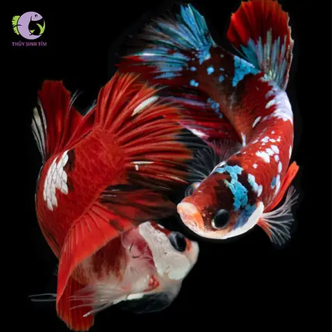 Cá Betta Galaxy: Đặc Điểm, Cách Chăm Sóc Và Chọn Mua Đẹp Nhất