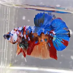 Cá Betta Galaxy: Đặc Điểm, Cách Chăm Sóc Và Chọn Mua Đẹp Nhất