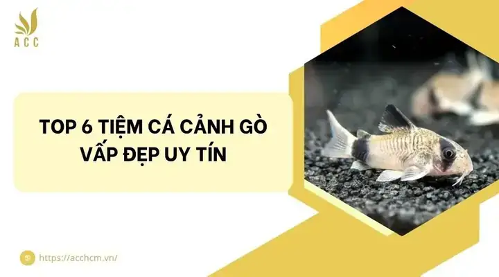 Top Địa Điểm Bán Cá Betta Gò Vấp Uy Tín: Chọn Mua Cá Đẹp, Khỏe