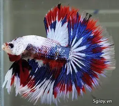 Top Địa Điểm Bán Cá Betta Gò Vấp Uy Tín: Chọn Mua Cá Đẹp, Khỏe