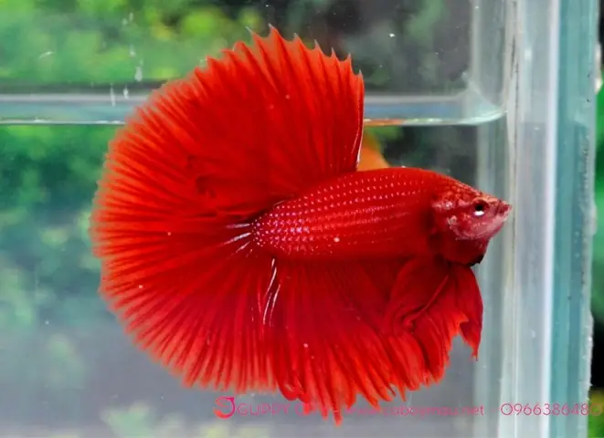 Top 10 Địa Điểm Bán Cá Betta Uy Tín Tại Hà Nội (cập Nhật Mới Nhất)