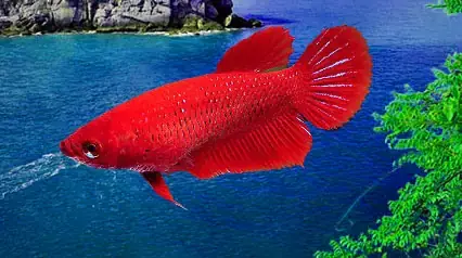 Cá Betta Halfmoon Mái: Đặc Điểm, Cách Nhận Biết Và Nuôi Dưỡng