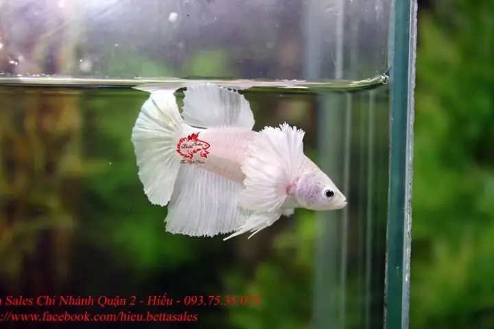 Cá Betta Halfmoon Mái: Đặc Điểm, Cách Nhận Biết Và Nuôi Dưỡng