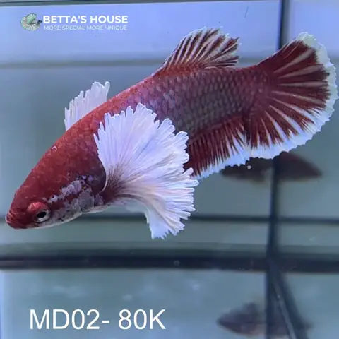 Cá Betta Halfmoon Mái: Đặc Điểm, Cách Nhận Biết Và Nuôi Dưỡng