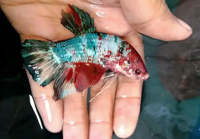 Cá Betta Khổng Lồ: Đặc Điểm, Cách Nuôi Và Kinh Nghiệm Từ Chuyên Gia Cá Betta Khổng Lồ: Đặc Điểm, Cách Nuôi Và Kinh Nghiệm Từ Chuyên Gia