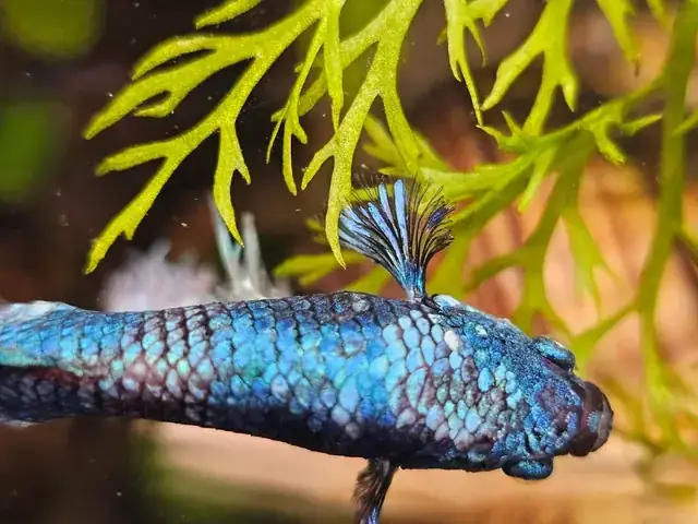 Cá Betta Bị Mất Màu: Nguyên Nhân, Dấu Hiệu Và Cách Phục Hồi Nhanh Chóng Cá Betta Bị Mất Màu: Nguyên Nhân, Dấu Hiệu Và Cách Phục Hồi Nhanh Chóng