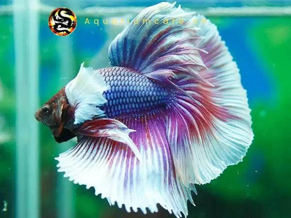 Mua Cá Betta Nha Trang: Địa Chỉ, Giá Cả Và Lưu Ý Quan Trọng
