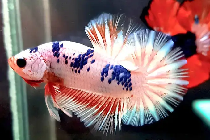 Mua Cá Betta Nha Trang: Địa Chỉ, Giá Cả Và Lưu Ý Quan Trọng