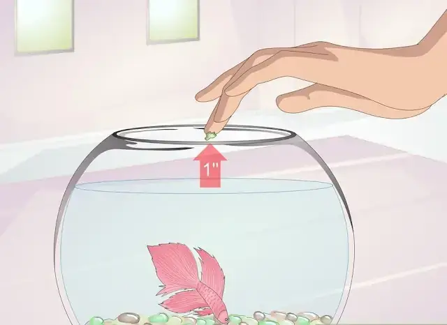 Cá Betta Nhảy Ra Ngoài: Nguyên Nhân & Cách Xử Lý Khi Cá Bị Văng Hồ