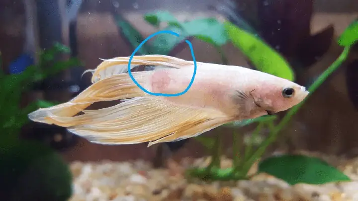 Cá Betta Nhảy Ra Ngoài: Nguyên Nhân & Cách Xử Lý Khi Cá Bị Văng Hồ