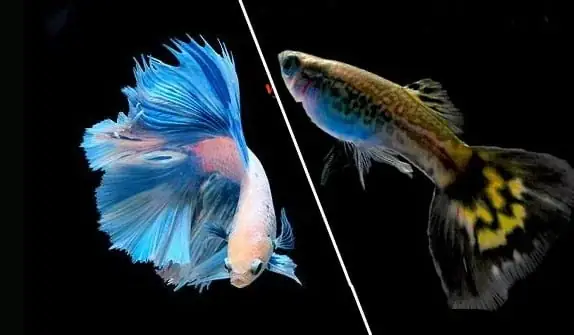 Cá Betta Nuôi Chung Với Cá Nào? Lưu Ý Quan Trọng Để Tránh Xung Đột