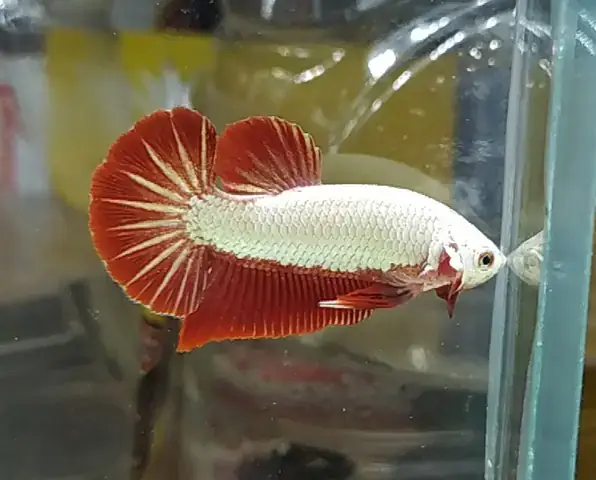 Cá Betta Rồng Đỏ Mái: Đặc Điểm, Cách Nuôi & Lưu Ý Quan Trọng Cá Betta Rồng Đỏ Mái: Đặc Điểm, Cách Nuôi & Lưu Ý Quan Trọng