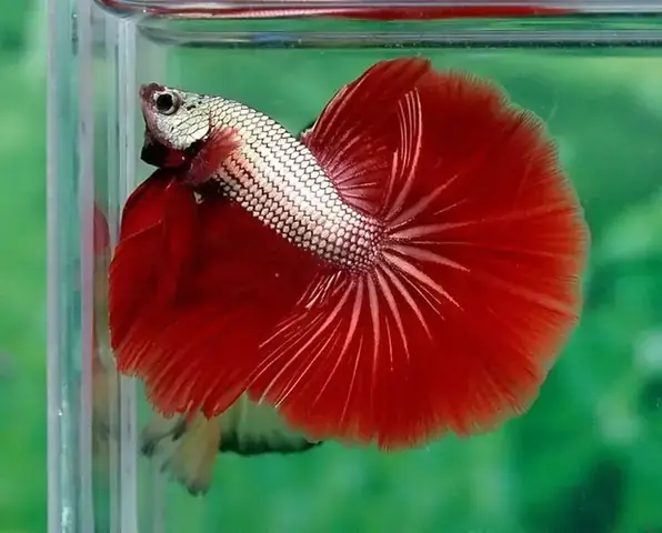 Cá Betta Rồng Đỏ Mái: Đặc Điểm, Cách Nuôi & Lưu Ý Quan Trọng Cá Betta Rồng Đỏ Mái: Đặc Điểm, Cách Nuôi & Lưu Ý Quan Trọng