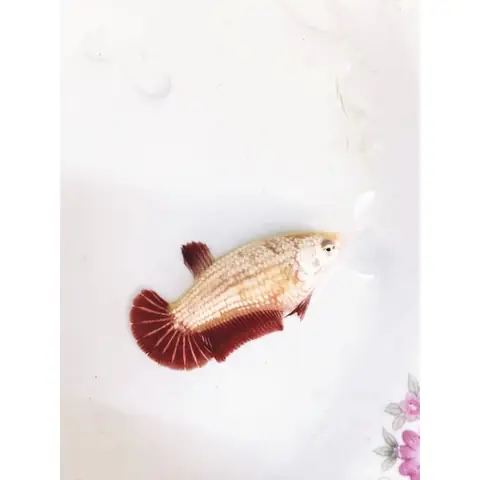 Cá Betta Rồng Đỏ Mái: Đặc Điểm, Cách Nuôi & Lưu Ý Quan Trọng Cá Betta Rồng Đỏ Mái: Đặc Điểm, Cách Nuôi & Lưu Ý Quan Trọng