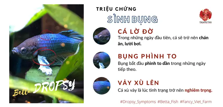 Cá Betta Bị Sình Bụng: Nguyên Nhân, Dấu Hiệu Và Cách Điều Trị Hiệu Quả