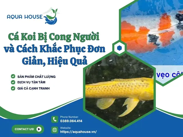 Cá Bị Cong Người: Nguyên Nhân, Dấu Hiệu & Cách Phòng Tránh Hiệu Quả
