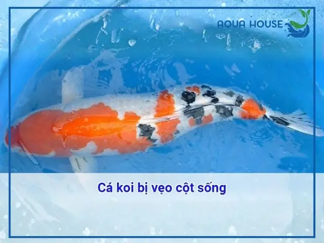 Cá Bị Cong Người: Nguyên Nhân, Dấu Hiệu & Cách Phòng Tránh Hiệu Quả