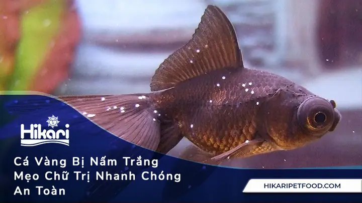 Cá Bị Nấm Trắng: Nguyên Nhân, Dấu Hiệu Nhận Biết Và Cách Điều Trị Hiệu Quả