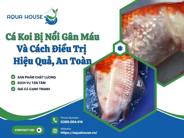 Cá Bị Nổi Gân Máu: Nguyên Nhân, Dấu Hiệu Và Cách Xử Lý Hiệu Quả