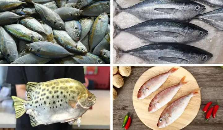 Cá Biển: Danh Sách Loài Đại Diện Ngon & Đặc Điểm Nổi Bật