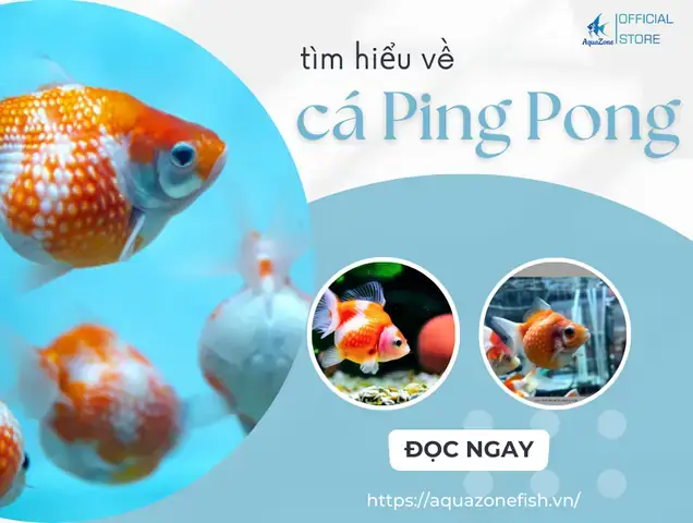 Cá Ping Pong Giá Bao Nhiêu? Bảng Giá Cập Nhật Mới Nhất Cá Ping Pong Giá Bao Nhiêu? Bảng Giá Cập Nhật Mới Nhất