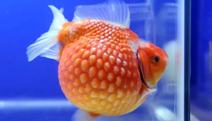Cá Ping Pong Giá Bao Nhiêu? Bảng Giá Cập Nhật Mới Nhất Cá Ping Pong Giá Bao Nhiêu? Bảng Giá Cập Nhật Mới Nhất