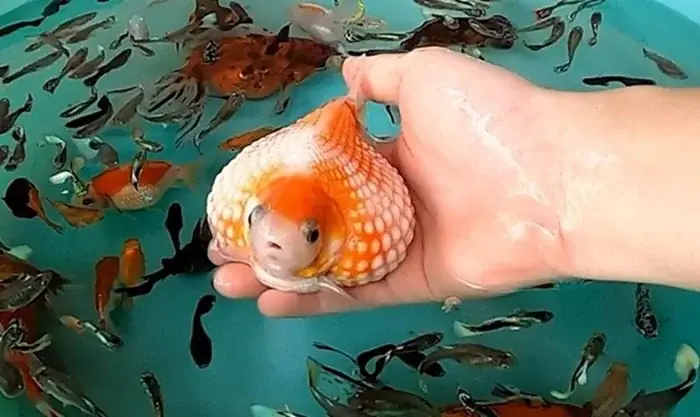 Cá Ping Pong Giá Bao Nhiêu? Bảng Giá Cập Nhật Mới Nhất Cá Ping Pong Giá Bao Nhiêu? Bảng Giá Cập Nhật Mới Nhất