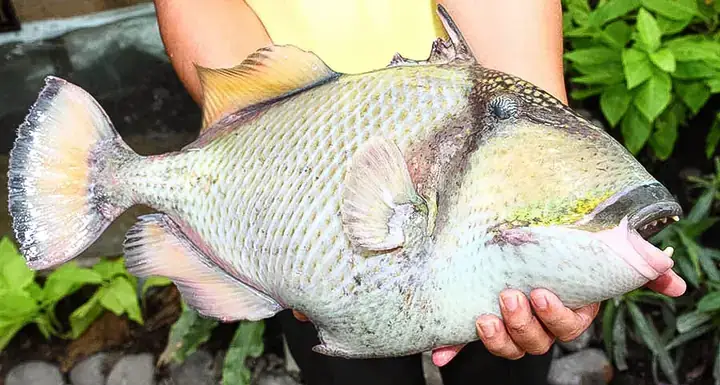 Cá Bò Giáp Côn Đảo: Đặc Điểm, Giá Bán Và Món Ngon Hấp Dẫn