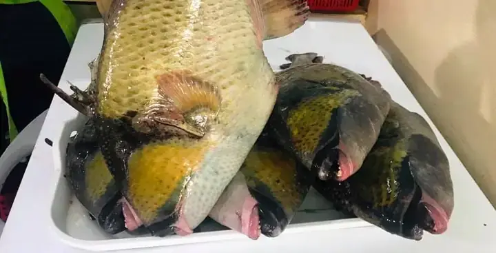 Cá Bò Giáp Côn Đảo: Đặc Điểm, Giá Bán Và Món Ngon Hấp Dẫn