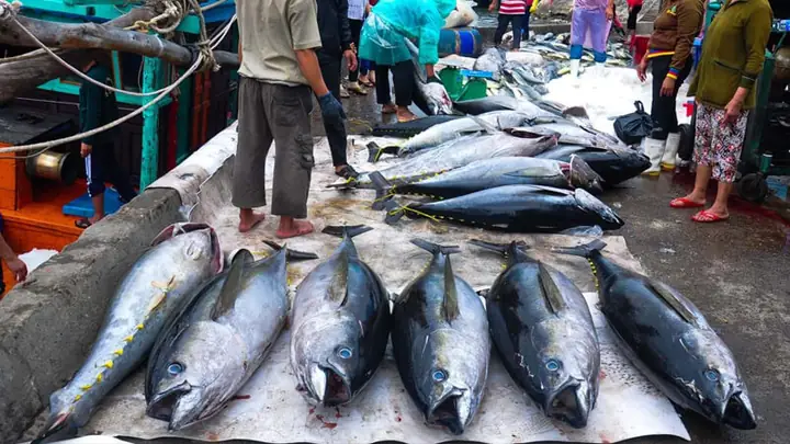 Cá Bò Gù Phú Yên: Khám Phá Đặc Sản Ngon Nổi Tiếng & Cách Thưởng Thức