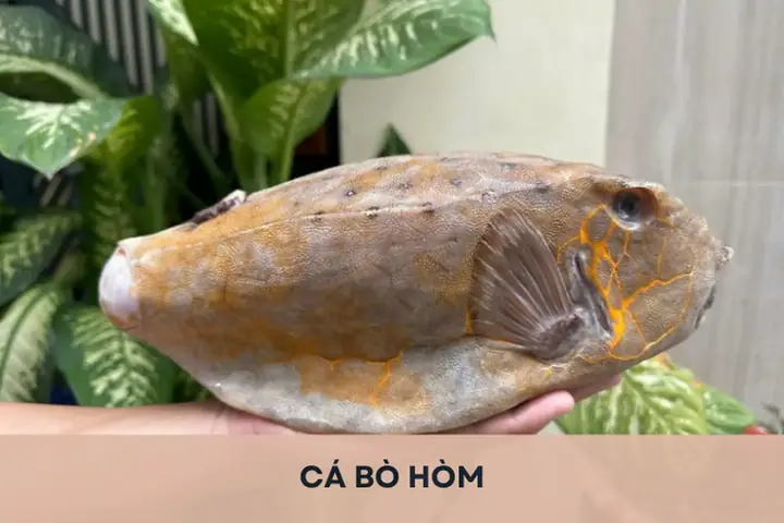 Cá Bò Hòm Có Phải Cá Nóc Không? Giải Mã Đặc Điểm & Phân Biệt