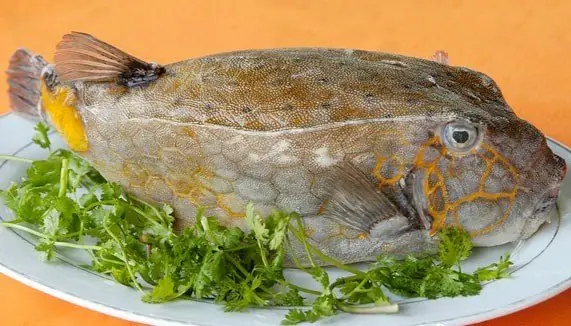 Cá Bò Hòm Wiki: Đặc Điểm, Phân Loại Và Thông Tin Chi Tiết