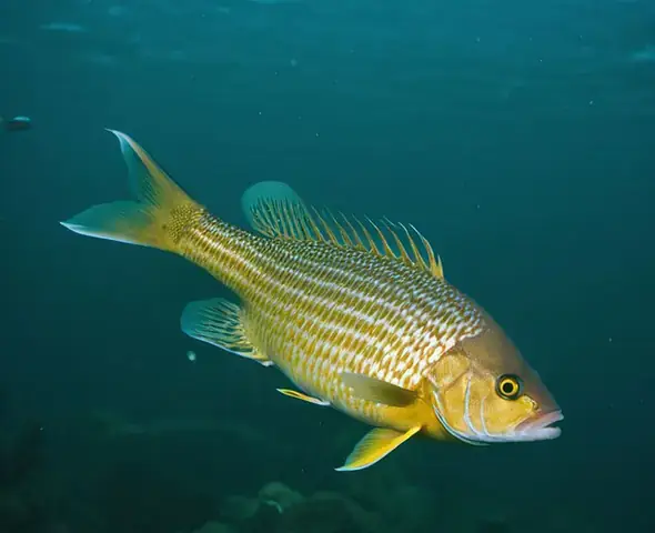Cá Bơi Bằng Gì? Giải Mã Cơ Chế Di Chuyển Kỳ Diệu Dưới Nước Cá Bơi Bằng Gì? Giải Mã Cơ Chế Di Chuyển Kỳ Diệu Dưới Nước