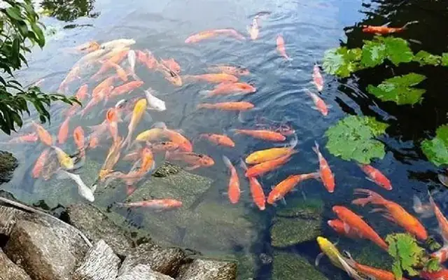 Cá Vàng Bơi Trong Bể Nước: Lời Bài Hát, Ý Nghĩa Và Thế Giới Diệu Kỳ
