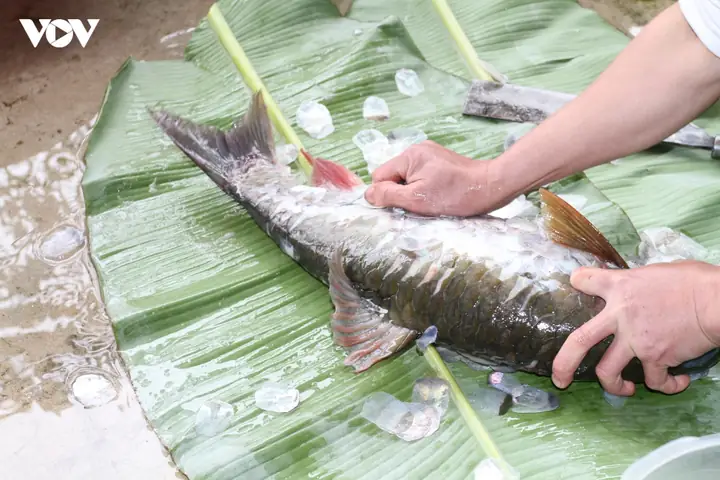 Cá Bỗng Lục Yên: Đặc Sản Quý, Giá Trị Kinh Tế & Văn Hóa Ẩm Thực