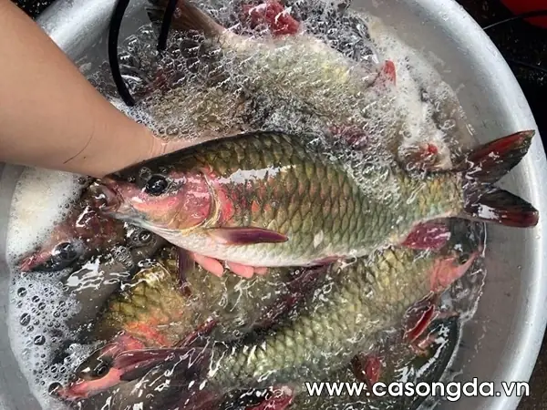 Cá Bỗng Sông Đà: Đặc Điểm, Giá Trị Và Cách Chế Biến Ngon