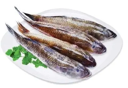 Cá Bỗng Sông Đà: Đặc Điểm, Giá Trị Và Cách Chế Biến Ngon