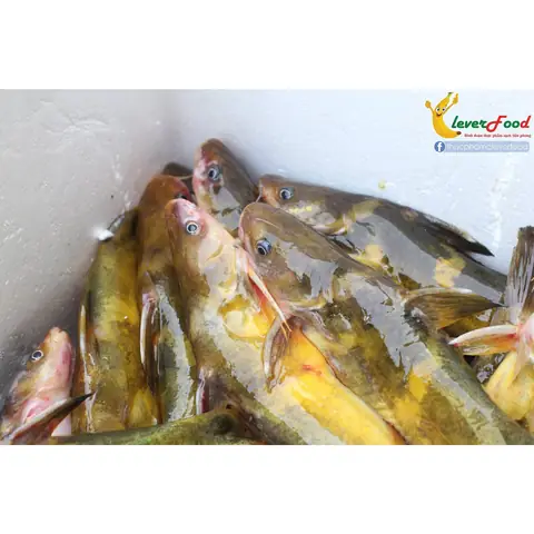 Cá Bỗng Sông Đà: Đặc Điểm, Giá Trị Và Cách Chế Biến Ngon
