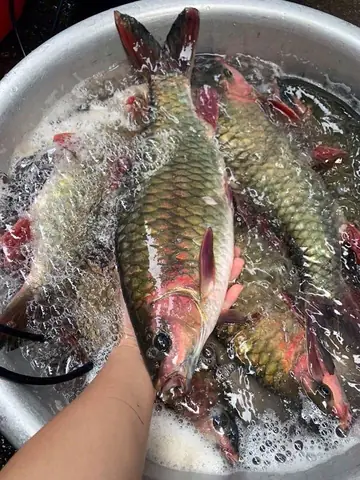 Cá Bỗng Tuyên Quang: Đặc Sản Quý Hiếm Với Hương Vị Tuyệt Hảo