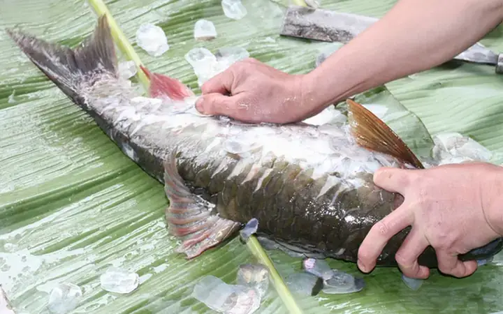 Cá Bỗng Tuyên Quang: Đặc Sản Quý Hiếm Với Hương Vị Tuyệt Hảo